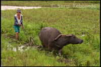 A farmer working the fields with the help of his ox near Carmen. Bohol.