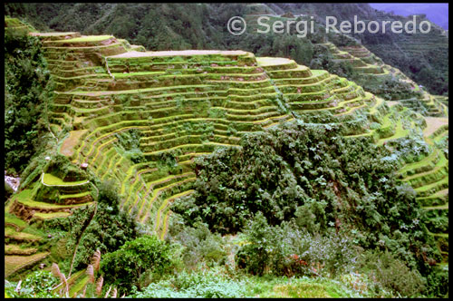 The Gran Cordillera Central of Northern Luzon is a jumbled mass of lofty peaks and plummeting ravines, of small fecund valleys cleaved by rainfed, boulder-strewn rivers, and of silent, mist-shrouded, moss-veiled forests wherein orchids in their deathlike beauty unfold like torpid butterflies. Within the rugged confines of this natural bastion live the Ifugao, an independent and conservative people who have for over three hundred years stubbornly resisted the cross and sword of the proselytizing Spanish, the cultural arrogance and monetary clout of American administration and the continuous drive by the independent government of the Philippines toward westernization and acculturation. Progress and modernization may be the order of the day in the capital city of Manila (a harrowing eight hours by road to the south) but the majority of the Ifugao retain their identity and live their lives in accordance with the beliefs and mores of their sacred ancestors. The Republic of the Philippines is an archipelago of some 7,000 islands that range from tiny low-lying sand-ringed coral atolls to the large main islands which are mountainous, heavily wooded and lushly fertile. The first people to arrive in these islands approximately 100,000 years ago were primitive hunters and gatherers who lived off the land's basic resources. Many thousands of years later (around 9000 BC), diverse groups from insular and mainland Asia arrived with advanced agricultural skills and a sophisticated social structure. From this complex intermingling of peoples and cultures the infrastructure of a civilization was created and the Philippines as an entity was born.  