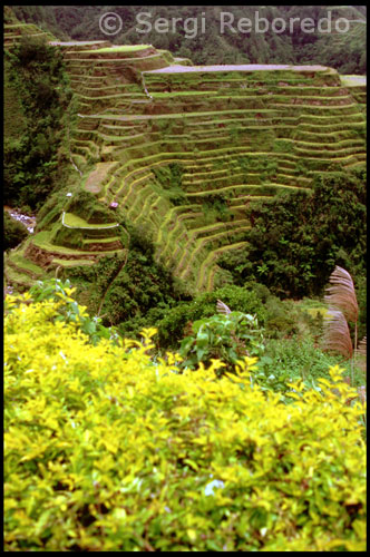 In some instances there has occurred a proliferation of extremely specialized forms and designs to meet different applications. In no other area is this more true than Ifugao basketwork, which is rebust, functional and extremely diverse. Although the primary elements of form and structure are largely dictated by custom and propriety, no two objects are exactly alike. Every Ifugao artist has his individual style and personal aesthetics. Ritual boxes, gong handles, bowls and spoons, coffins, wooden beds, lime containers (of wood and human bone), textiles and even houses are ornamented and embellished for no other reason than that of the artist's pleasure or preference. Whatever the Ifugao make or use, there is generally added another dimension, as knowing hands see and shape the essence contained in a piece of wood, bone or stone, or shape from a lump of clay a form which is both functional and elegant. The Ifugao appreciation of fine and beautiful objects extends to a variety of imported items, including ancient stoneware and Chinese porcelain jars, bronze gongs, glass and porcelain beads, weavings from other mountain peoples, and a variety of shells (used for jewelry) carried up from the coast. These mainly prestige items are in many instances restricted (either by custom or cost) to wealthy and socially prominent families. Restrictions also apply in matters of personal adornment: certain garments, designs and tattoos are limited to the nobility, or to specific parts of the body. Some ornaments can be worn on the legs but not on the arms; specific types of tattoos can only be worn by successful head takers. In recent years, however, both tattooing and headtaking have largely ceased and now tattoos are only to be found on the elderly; trophy heads have all but disappeared. Although Ifugao daily dress is somewhat sparse, devoid of jewelry and consisting of little more than a breechcloth for men and a short skirt for women, ritual wear is colorful and exuberant. Festive and ceremonial occasions provide an opportunity for the Ifugao to don heavily coiled copper leg and arm ornaments, gold necklaces, earrings and headpieces, shell chest ornaments and girdles, boar tusk armlets with handsomely carved figures, precious beads, and elegant woven skirts, loincloths and jackets.  