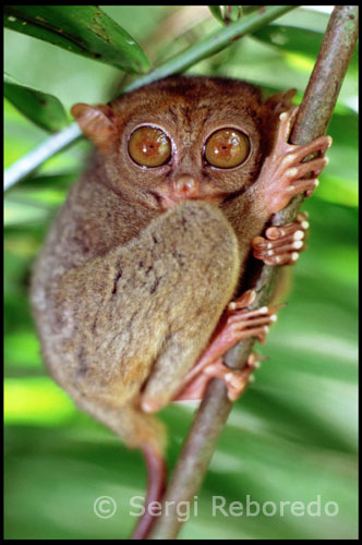 A reason to visit the main island Bohol, is that Bohol still has tropical rainforests in the higher parts of the island.  Moreover, If you want to meet the smallest monkey on earth, the Tarsier, you'll have to visit Bohol! The average size of this little creature is between 90 to 160 mm (3.5 to 6.25 inches).  The weight is between 70 to 165 grams. Geologists  think that the specific shape  of the hills is caused by  the influences of the weather during millions of years. The breaking down of the upper layers of the limestone formations, followed by the erosion processes, resulted in these remnants in the shape of cones. In the rainy season the Chocolate Hills are green.  In the dry season of each year, the vegetation on the hills gives the landscape a brown colored view, a reason to call them "Chocolate Hills". One of the most spectacular landscapes in the Philippines is  formed by the Chocolate Hills on the island Bohol. The Chocolate Hills have all the  same shape,  but differ in the altitude. The most of the 1268 hills reach 40 meters high.