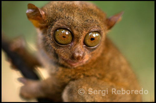 The Philippine tarsier, (Tarsius syrichta) is very peculiar small animal. In fact it is one of the smallest known primates, no larger than a adult men's hand. Mostly active at night, it lives on a diet of insects. Folk traditions sometimes has it that tarsiers eat charcoal, but actually they retrieve the insects from (sometimes burned) wood. It can be found in the islands of Samar, Leyte, Bohol, and Mindanao in the Philippines. If no action is taken, the tarsier might not survive. Although it is a protected species, and the practice of catching them and then selling them as stuffed tarsiers to tourists has stopped, the species is still threatened by the destruction of his natural forest habitat. Many years of both legal and illegal logging and slash-and-burn agriculture have greatly reduced these forests, and reduced the tarsier population to a dangerously small size. If no action is taken now, the Philippine tarsier can soon be added to the list of extinct species. 