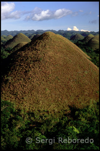 Geologists  think that the specific shape  of the hills is caused by  the influences of the weather during millions of years. The breaking down of the upper layers of the limestone formations, followed by the erosion processes, resulted in these remnants in the shape of cones. In the rainy season the Chocolate Hills are green.  In the dry season of each year, the vegetation on the hills gives the landscape a brown colored view, a reason to call them "Chocolate Hills". Across lowland coastal plains and mountainous interiors, the islands of The Philippines have the richest biodiversity on earth. There are 510 species of mammals, birds, frogs and lizards that are only found in the Philippines. In comparison, Brazil has 725 unique species but it is 28 times bigger. But like many countries, this biodiversity is under threat. People are clearing natural habitats to make way for new roads and settlements, and to use natural resources like timber and minerals. In the 1950s, three quarters of The Philippines was covered by primary forest. Today, forest cover has dwindled to only a third of the land. The Chocolate Hills are one of the more unusual landforms in The Philippines. These egg-shaped hills on Bohol island get their nickname from their parched, brown colour during the dry season. It is likely that they were once limestone deposits beneath the sea, uplifted by the movement of plates and then smoothed by wind and rainwater erosion. 