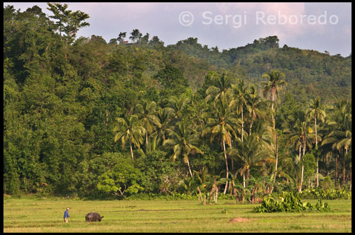 Plenty of tourist guides and tour operators will be happy to bring you to the chocolate hills, either as a separate trip or as part of a day tour. However, if you want to go here on your own, from Tagbilaran, you will have to go the integrated bus terminal in Dao and catch a bus going to Carmen. If you look like a stranger, you will have a hard time not finding one. At the entrance of the bus terminal people will point you to the right bus. Make sure it is the first one to leave, and ask the driver to drop you off at the Chocolate Hills complex, about 4 kilometers before the town of Carmen. From there it is a 10 minute walk along a road winding up to the complex. 