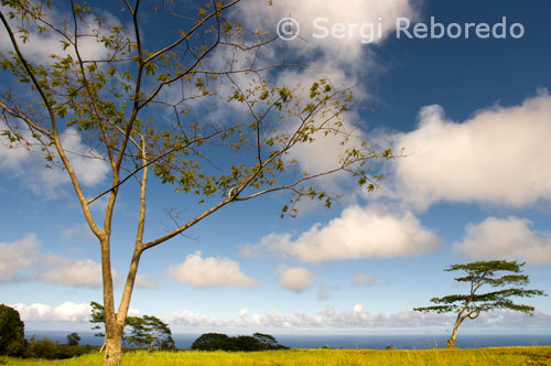 Acacias en las proximidades de la cascada de Akaka en Akaka Falls State Park. Big Island. Entre estas edificaciones destaca el antiguo juzgado-cárcel, y el Pionner Inn, que fue el primer hotel de la ciudad. En sus calles me siento como transportado a otra época, más aún cuando me cruzo con músicos callejeros entonando antiguas notas o con taxis que pertenecieron a principios del siglo pasado. El Front Street, frecuentado antiguamente por marineros borrachos y camorristas, se ha convertido hoy en día en tiendas de artesanía y galerías de arte. 