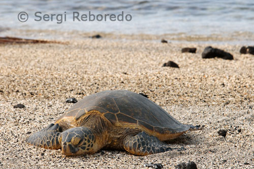 Una tortuga recién salida del mar se acerca a la playa del Pu’uhonua o Honaunau Nacional Historic Park. Big Island.  En la actualidad la zona donde mana el volcán es de difícil acceso y solamente es visible desde el aire. Además de esta zona, también es interesante visitar el Halemaumau Overlook, que todavía emana gases sulfurosos y al que los nativos suelen traer ofrendas para la diosa Pele, el Kilaue Iki Overlook, desde donde podemos iniciar varios trekkings nada complicados, el túnel Thurston Lava Tube, un sendero formado por las corrientes subterráneas de un río de lava y los petroglifos de Pu’u loa, representaciones gráficas realizadas en las rocas por los primeros habitantes hawaianos. 