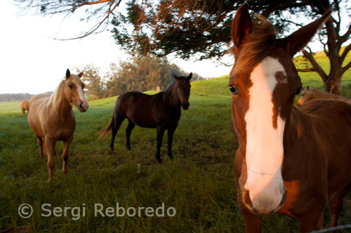 Horses in one of the many ranches near Waimea. Big Island. AMERICAN INVASION. Many things have happened in the streets of Hawaii since it landed in January 1778 the first westerner, Captain James Cook, who named his discovery with the name of the Sandwich Islands. After a trip to the north Pacific, Cook returned to Hawaii for the winter, but the previously friendly relations with the Hawaiians had deteriorated and was killed during a punitive expedition against them in 1779. About 1790, the West had settled on the island and contagious diseases and alcoholism decimated the number of native inhabitants. Between 1790 and 1910, the islands were united under King Kamehameha the Great, whom still revere some voices against the U.S. occupation placing flowers at the statue erected in his honor in the town of Kapaau on the Big Island, and there is a second Hale Ali'iolani replica front Honolulu.