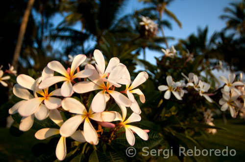 Plumeria, the famous Hawaiian flowers. To get to the Maui can make it through Kahului International Airport directly from the West Coast of the United States or by any of the flights operated Mesa Airlines, Aloha Airlines and Hawaiian Airlines, connecting the main islands and destinations at affordable prices ranging from 35 to 50 euros. Maui can also reach by boat to the port of Lahaina.