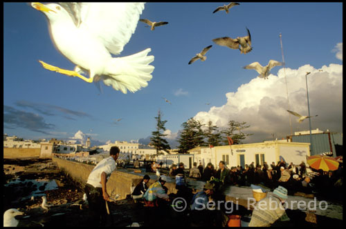 Essaouira. La ciutat va conèixer la conquerida per molts pobles, començant pels fenicis al S.VII DC. També va ser colonitzada per Cartago s Hannon A 450 DC, mes tard van arribar els romans a la recerca del famós tint porpra i la sal. A la fi del s. XV els portuguesos van fundar la ciutat i posin el nom de Mogador que es creu deriva de la paraula berber Amogdul (la ben guardada), com un pont militar i comercial amb la costa oest africana. Fortificar la ciutat construint murs i muralles per protegir-los de invasors i pirates. Malgrat això, la ciutat va ser conquistada pels saadianos en 1541, el que va sumir a la ciutat en un declivi. Més tard va recuperar la seva esplendor quan els Alaouitas la van prendre i van tancar el port d'Agadir. Aquestes edificacions, malgrat la seva aparença de fragilitat, s'han mantingut en peu durant moltíssims segles, havent passat per penúries de tota mena: epidèmies, fam, atacs enemics ... Durant aquests períodes algunes famílies abandonaven els poblats per refugiar-se en les muntanyes i tornar a ocupar els seus habitatges en temps més indulgents. El Argan també abunda a la regió, sobretot en les vessants del Jbel Lesk i al nord del mateix, formant part inseparable de la cultura dels Ameln, ja que els vilatans, tradicionalment, han aprofitat absolutament tot d'aquest arbre i del seu fruit .- Però la joia botànica de la regió és el Drago de l'Atles (Dracaena draco, subespècie ajgal), l'existència havia passat completament desapercebuda fins a 1995, en què fou descoberta, sense que hi hagi cap referència amb anterioridad.- Es tracta de diversos milers d'exemplars que es troben en els penya-segats de la vall del Ued Umarhuz, afluent del Ued Massa, entre Tafrauote i Tiznit.- Qui vulgui ampliar sobre el tema, li recomano l'extraordinari llibre del meu bon amic Jesús Toll "el Bosc Mediterrani al Nord d'Àfrica ", editat per l'Agència Espanyola de Cooperació Internacional el 1999.