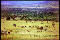 The Maasai political system is decentralized; elders meetings and public discussions to decide on the broader issues are made. What prevailed and continues to prevail is the importance they place cattle. Some of their representatives have been seen in democratic meetings in the capital, Nairobi, wearing suit, and some of the young tend to play pool and watch TV in the nearby villages are not always well received due to cultural differences. Blacksmiths are the lowest in the Masai clan society, having a bad reputation. For example being a neighbor of a kraal of smiths attracts death, or the woman who lives with a blacksmith just losing my mind, and if you have children they will be invalid because of multiple circumstances.