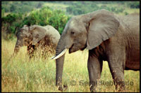 Elephants walking across the plains of the park. This nature reserve in Kenya is ranked among the best in Africa by the large number of birds and mammals that live inside. There are tourists who share the ascent of Kilimanjaro in Tanzania, a Kenyan safari land.