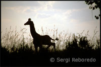 Contraluz de una jirafa. La Reserva Nacional de Masai Mara, también conocida como El Mara, es el mayor parque de Kenia y cautiva a sus visitantes por sus evocadoras llanuras donde abunda la fauna salvaje. Ningún viaje a Kenia estaría completo sin realizar antes un safari en este lugar.