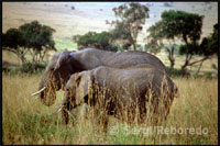 Un parell d'elefants passeja per les planes. Aquest típic paisatge africà a servit detelón de fons a pel · lícules com "Memòries d'Àfrica" ??o "Mogambo". És un país de contrastos, on el viatger es troba transportat a una altra època passada.