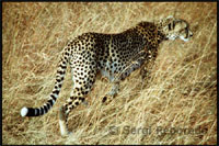 A cheetah is prepared for hunting. In this park, wildlife is beyond question. The lion is found in large herds and not difficult to find leopards and cheetahs.