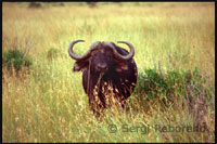 Miles de búfalos y ñus recién llegados al Masai Mara pacen en la sabana, mientrasleopardos y leones están al acecho.