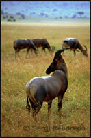 Cows are sacred , and therefore their land and so are all the other elements concerning their livestock. Livestock provides all needs to Maasai milk, blood and meat to your diet ( a kind of yogurt produced by fermenting milk with animal blood ) and leather and fur for ropa.Su power is based almost exclusively on milk and the blood of oxen also sometimes mixed with animal urine . How to draw blood from the horse is very particular : first swell the jugular artery of the animal, for it used a club that always carry , then fire a dart or an arrow at close range , the tip of the arrow is the blunt tip not to bleed and hurt the ox . Usually extracted each time two liters of blood, then close the wound by a filling with soil and manure. The Maasai rarely eat meat and even less if they drank milk. Only eat meat for festive reasons , when performing the sacrifice of a bullock . They also occasionally eat vegetables, but they never come from land or trees cultivated by man . Plant foods are consumed seeds or fruits of wild plants. The diet of the warriors has a number of privileges, estándoles prohibited drinking mead and chewing snuff.