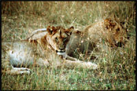 Dos leonas descansan en las llanuras del parque. Las leonas suelen embestir a los machos para defender a sus cachorros.