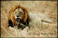 Un león ruge y enseña sus afilados dientes.
