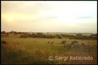 El espectáculo del Masai Mara, en Kenia, no está sólo en la vida salvaje, sino en la inmensa sensación de libertad que te invade, en los atardeceres azafranados, en la inmensidad de los horizontes, en las solitarias acacias que parecen petrificadas por un dios vengativo.