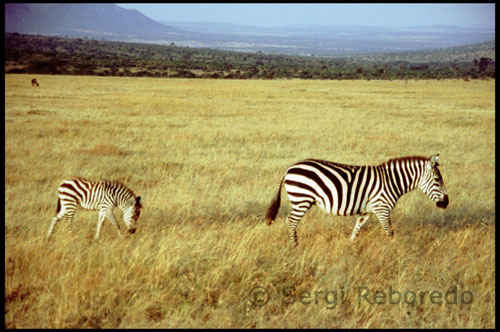 Zebres a Masai Mara i Nyus . Són com les bones parelles , es necessiten. Segurament també volen , no en va comparteixen els moments més difícils de la vida, la presència de l'altre pot servir per salvar la vida pròpia i sobre no discuteixen . Nyus i zebres són com a marit i dona . O més . Comparteixen llar , en plena sabana africana , especialment abundants a les praderies de l'ecosistema del Serengeti . Passen junts bona part de l'any menjant en el mateix plat , les pastures fresques , i fins i tot es banyen junts . I precisament aquí , al bany , és on s'estreny aquest llaç matrimonial sense parangó . Zebres i nyus suposen junts el 90% dels animals que formen la Gran Rajada , que és com es coneix als diferents grups d'herbívors que cada any protagonitzen la Gran Migració . Aquests grups estan formats fonamentalment per nyus , zebres i un tercer en discòrdia en el matrimoni : les gaseles ( Thomson i Grant , fonamentalment ) . En total gairebé 3 milions d' herbívors : 2 milions de nyus , 700 mil zebres i mig milió de gaseles són els autors de la major migració animal - pel que fa a mamífers es refereix- entre Serengeti i Masai Mara a Tanzània i Kenya respectivament . Les classes socials a la societat massai tenen relació amb l'edat, en lloc de amb la posició social establerta. Una primera classe és la dels nens , establerta entre el seu naixement i els quinze anys d'edat . En aquesta etapa els nens viuen una infància despreocupada en què van aprenent a tenir cura del bestiar . La segona classe o etapa abasta des dels quinze anys fins a complir els trenta i la formen els guerrers . La tercera classe correspon al període en què es deixa de ser guerrer fins a la mort , i constitueix la classe dels ancians . Els intervals entre les classes socials s'estableixen en cicles de 7 anys i mig.