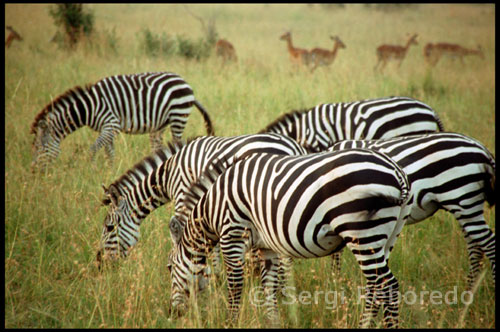 Cebras en el Masai Mara. Volviendo al agua, es precisamente a la hora de cruzar los ríos cuando surgen los nervios y el conflicto. La tensión se corta en el ambiente. Es en este momento cuando más se estrecha su amor e incluso los amantes son bienvenidos. Me explico: ambos, cebras y ñus, son animales terrestres y como tales no se desenvuelven bien en todo lo que no sea su medio. Si a esto añadimos que ahí abajo, en el agua y las orillas, aguardan frotándose los dientes, cientos de cocodrilos del Nilo, sobra decir que el momento del cruce del río –junto con el del parto- es el más crítico de sus vidas. Aparte de los pequeños afluentes y arroyos más o menos sencillos de vadear, son varios los ríos que han de cruzar durante la migración: el Kirawira, el Sand River, el Talek y el más dramático de todos, el río Mara. El momento de echarse al agua es el más tenso del matrimonio. Primero comienzan a acercarse a la orilla, uno a uno, de decenas en decenas, de cientos en cientos. Así hasta miles. El nerviosismo flota en el aire y los sonidos característicos de los ñus se repiten constantemente. Son llamadas incesantes, llamadas de ánimo y de congregación para hacer piña antes de cruzar y, una vez al otro lado, siguen sonando como reclamo para que sus parientes que aun no han cruzado se decidan a hacerlo cuanto antes. Estos cortos mugidos son el hilo musical favorito de los cocodrilos y la banda sonora de la migración. Cebras y ñus se congregan en la parte alta de los terraplenes buscando una bajada cómoda al río, pero cuanta más cómoda sea la bajada por un terreno cortado en forma de embudo también mayor es el número de cocodrilos que aguarda en la salida del tobogán. Por eso optan por saltar al agua incluso desde grandes alturas. Las pautas son siempre las mismas. Primero ellas –las cebras-, más decididas pero mirando a ambos lados sin saber muy bien para donde tirar; después ellos, más simples y tercos que esperan a que sus “mujeres” comiencen a cruzar para echarse al agua. Una vez se mete el primero, los demás le siguen sin dudarlo en fila india. Sólo cuando uno de los que está en pleno cruce decide darse media vuelta víctima del pánico los demás le siguen y vuelta para atrás. Se corta el cruce migratorio del río por unos minutos, horas o incluso hasta el día siguiente, cuando cebras y ñus volverán a repetir el ritual. Cuantas más cebras y ñus haya durante el cruce mucho mejor. A mayor tamaño del grupo, menor es la probabilidad de que te toque la china de los cocodrilos. Eso es conveniencia en toda regla. El Masai Mara fue inaugurado en 1961.  Está situado al oeste del Rift Valley y es la continuación natural de las llanuras del Serengeti, en Tanzania. Las serpenteantes y oscuras aguas del río Mara atraviesan esta reserva de norte a sur para proseguir su camino hacia el oeste hasta el lago Victoria, ya en tierras tanzanas.
