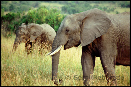 Elephants walking across the plains of the park. This nature reserve in Kenya is ranked among the best in Africa by the large number of birds and mammals that live inside. There are tourists who share the ascent of Kilimanjaro in Tanzania, a Kenyan safari land . Those who manage to cross , once up soon seek refuge away from the shore , in the "safety" of the plain where they await lions, cheetahs and leopards knowing the stress and exhaustion that those poor carry over . Well, passed the drink of crocodiles and cats , now is something to eat before heading back again and hooves wet in the waters of Mara . From late June to late October, the Great Herd is in Masai Mara (Kenya ) and the rest of the year in Serengeti (Tanzania ) . We are thus at the height of crossing the Mara river and is the core activity of the safaris in this era. Savannah times these days is governed by watching sunrises for cats (6-9 h . ) , At the junction of the river (10-17 h . ) And again when the cats (17-19 h ) . One day as complete.