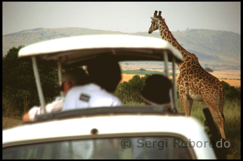 Uno de los animales más espectaculares y auténtico prodigio de la evolución que podemos observar fácilmente en cualquier safari africano,es la Giraffa camelopardalis,más conocida como jirafa.  Curiosamente,la estructura ósea de su cuello no difiere de la de los demás mamíferos y está compuesta por siete vértebras.Estos grandes herbívoros que llegan a medir cinco metros de altura,están también dotados de dos o cuatro cuernos cortos,romos y cubiertos de piel además de una larga y flexible lengua que puede llegar a medir 40 centímetros.  La gestación de una jirafa se prolonga durante 14 y 15 meses y las crías miden ya al nacer casi 2 metros y pesan cerca de 50 Kg,muy lejos de los 800-1200 kg que llegarán a pesar de adultos. A pesar de su gran envergadura pueden llegar a alcanzar los 60Km/h y la comunicación entre las de su especie se realiza mediante gemidos y otros sonidos de notas muy bajas que apenas son audibles para el oído humano. Su esperanza de vida suele ser de 26 años en libertad y 36 en cautiverio.  Recientes estudios basados en análisis genéticos han determinado clasificar las jirafas en seis especies:la jirafa Masai,la reticulada, la de Angola ,la de Africa Occidental, y la de Rothschild,siendo estas dos últimas las más amenazadas reduciéndose su número en la actualidad a unos pocos cientos de ejemplares.  Las dos subespecies más cercanas de jirafa, la reticulada que vive al Norte de Kenia y la Masai, que vive al sur están separadas como especie entre medio millón y un millón y medio de años y a pesar de compartir territorio,una jirafa reticulada jamás se aparearía con una Masai, en libertad debido a algún tipo de proceso evolutivo que las mantiene separadas desde el punto de vista de su reproducción.  A continuación dejo unas fotos de estas dos especies de jirafas que pueden ser fácilmente observadas en distintos puntos de Kenya.Las de la izquierda corresponden a jirafas masais y las de la derecha a la reticulada. Los grupos de edad son la base social de los masai. El paso de una edad a otra se celebra con rituales que otorgan nuevos derechos y deberes a los participantes Entre los masai se llevan a cabo varias ceremonias o ritos, fuertemente relacionados con la edad. Uno de ellos es el rito de iniciación, que convierte a los muchachos (16 años) en jóvenes guerreros o moran. Durante la importante ceremonia, los jóvenes son circuncidados al amanecer y recluidos todos juntos (manyatta) para pasar un periodo de convalecencia. Cuando la herida está cicatrizada los jóvenes se dedican a cazar pájaros con los que decorar su cabeza, que ha sido convenientemente rapada. Pero todavía no se considerarán guerreros hasta que su pelo crezca y pueda ser recogido en pequeñas trenzas.