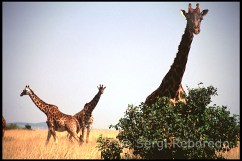 Jirafas en Masai Mara  Esta jirafa y su cría (Giraffa camelopardalis) viven en las estepas de Masai Mara. Algunas zonas, como la de la fotografía, están totalmente desprovistas de árboles tales como las acacias, su comida preferida. Esto hace a estos animales más vulnerables a los depredadores pues han de agacharse para comer hierba. El tiempo que dedican a comer, y por tanto a estar expuestas, supera las 15 horas diarias. No obstante, aprovechan las horas centrales del día para alimentarse, pues los carnívoros están inactivos. Desde este momento, los ya guerreros, vivirán juntos en poblados propios. Este periodo estrecha fuertemente los lazos entre los muchachos que forman el grupo de edad,unión que han de respetar de por vida. En estas aldeas podrán ser visitados por las jóvenes que deseen mantener relaciones con ellos, pero no podrán casarse hasta que, unos quince años después, pasen a la edad adulta. Durante esta etapa los moran aprenden las tradiciones y se ejercitan en la fuerza y el valor. Para los masai éstas son cualidades muy importantes. El guerrero que logre matar a un león con su lanza, lucirá la melena del animal y será respetado (actualmente está prohibido matar leones en Kenia, pero aún así hay masais que realizan este tipo de iniciación clandestinamente). Antiguamente los masai fueron considerados los guerreros más temibles del continente africano. Hoy en día, además de la caza, se encargan de las tareas más duras del pastoreo, aunque algunos regresan a las escuelas tras la circuncisión.