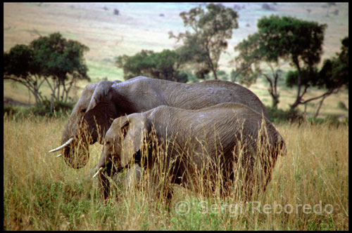 Un parell d'elefants passeja per les planes . Aquest típic paisatge africà a servit detelón de fons a pel · lícules com "Memòries d'Àfrica" ??o " Mogambo " . És un país de contrastos , on el viatger es troba transportat a una altra època passada. A l'extrem nord-oest del Llac Amboseli es troba Meshanani Gate , la porta principal d'accés al parc nacional Amboseli venint des de Nairobi . El llac és en realitat una vasta plana polsosa, ja que la major part de l'any roman sec . En aquestes circumstàncies els vehicles de safari escurcen camí creuant el llac sec per la seva part oriental per guanyar la falda del Kilimanjaro . Poc després d' entrar en aquest llit àrid , es distingeixen al fons retallades en l'horitzó les siluetes de tres girafes . A mesura que ens aproximem amb el 4x4 , l'acte reflex que solen adoptar davant la presència del vehicle és quedar quietes , immòbils , amb el coll ben estirat com volent mostrar els gairebé 6 metres d'altura que arriben a assolir ( rècord del món animal ) per, tot seguit , emprendre una carrera amb el seu còmica gambada . Una de les imatges que més sorprèn en les primeres observacions de girafa ( Giraffa camelopardalis ) és la seva carrera . És el més semblant a una pel · lícula en càmera lenta , però amb aquesta tremenda gambada avança metres gairebé de forma inapreciable . En qualsevol cas sol ser bastant còmic la forma de córrer d'aquests camèlids . El coll de les girafes , per cert , és igual que el dels humans i altres mamífers , amb set vèrtebres cervicals , si bé aquestes són molt allargades , el que li confereix aquesta longitud única. Cridanera és també la postura que adopten per beure , obrint les potes davanteres en un difícil equilibri per poder arribar a terra i beure amb la seva aspra i llarguíssima llengua . És un moment molt delicat per a elles ja que en aquesta posició estan a mercè de qualsevol depredador i una caiguda davant qualsevol moviment brusc seria mortal . Pocs animals fan d'una cosa tan necessari com beure aigua un moment tan perillós i delicat 