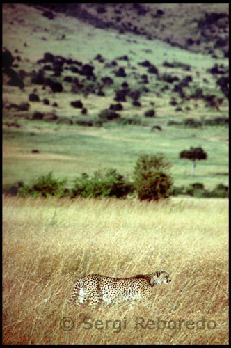 Guepardo macho en lo alto de una higuera, Reserva Nacional Masai Mara, Kenya Un guepardo macho adopta una postura vigilante en lo alto de una higuera de la Reserva Nacional Masai Mara, en Kenya. Sus perspectivas son poco alentadoras. tímido y huidizo por naturaleza, y necesitado de vastos espacios para vivir y cazar, el corredor más veloz del planeta ve amenazada su supervivencia. Se sacrifica algún buey en un recinto rodeado por las chozas que han construido las madres de los guerreros y se celebran festivas danzas. La celebración llega a su momento más importante cuando las madres se disponen a cortar el cabello de sus hijos. Este hecho simboliza que abandonan la condición de guerreros y que el vínculo materno se rompe para comenzar una nueva vida, tras lo cual un anciano les otorgará el primer consejo de adultos: “Ahora que eres un adulto, arroja tus armas y en su lugar emplea la cabeza y la sabiduría” 