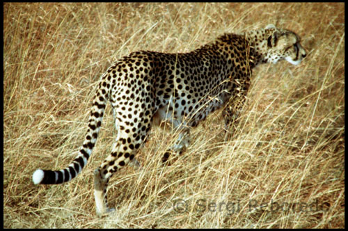 Un guepard es prepara per a la caça. En aquest parc, la fauna salvatge està més que assegurada. El lleó es troba en grans rajades i tampoc resulta complicat trobar guepards i lleopards. Impressionant moment en què durant un safari fotogràfic a la Reserva Nacional de Masai Mara (Kenya), apareix un guepard i salta a un dels jeeps quedant-se a menys d'un metre d'un dels homes que anava dins del vehicle. Davant l'acció de l'animal els excursionistes es van quedar totalment impactats i l'únic que van fer va ser seguir gravant amb els seus mòbils i càmeres fotogràfiques. Estem segurs que la majoria ens quedaríem amb la boca oberta al poder contemplar, tan de prop, la bellesa d'aquests animals.