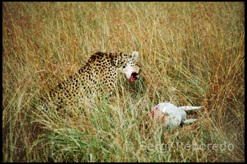 Un guepard acaba de caçar gasela. Al parc abunden els elefants, búfals, zebres, girafes, babuins, hipopòtams, antílops, gaseles, impales, topis i nyus. Resulta més complicat poder observar els rinoceronts, ja que hi ha pocs exemplars. El guepard (Guepard), també anomenat chita (del sànscrit a través de l'àrab, igual que l'anglès 'cheetah'), és un membre atípic de la família dels fèlids. És l'únic representant del gènere Acinonyx. Caça gràcies a la seva vista i al seu gran velocitat. És l'animal terrestre més veloç, aconseguint una velocitat punta entre 95 i 115 km / h en carreres curtes d'un màxim de 400 a 500 metres.