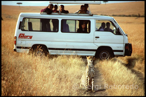 A typical open vans to observe wildlife live without any risk ceiling. Sometimes animals are close to incredible distances. It is a large feline, measured between 110 and 150 cm in length, more than 55 to 80 cm of cola.6 height at the withers is 74-90 cm and weighs between 35 and 60 kg, with males slightly larger than the hembras.6 the cheetah has a specialized anatomy for the race. It has the biggest heart in proportion to its size of all felines. [Citation needed] This allows you to pump blood harder towards your entire body. His lungs and nostrils are very large to absorb more oxygen, a long tail, which can reach half the length of its body, giving you stability in the chase. Their claws are not retractable like those of other felids, this feature improves traction at high speeds.