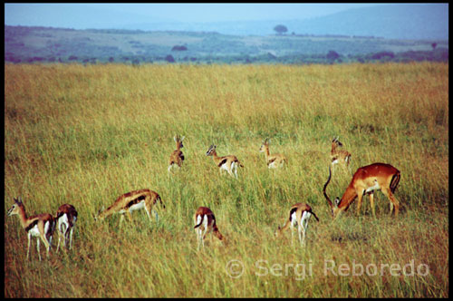 Este típico paisaje africano, con sus colinas tapizadas por praderas, y evocador de películas como “Memorias de África” o “Mogambo” es Kenia, un país de contrastes, donde el viajero se encuentra transportado a otra época pasada. Los espacios naturales de Kenia están clasificados entre los mejores de África por el gran número de aves y mamíferos que habitan en su interior, por lo que numerosos turistas comparten la ascensión al Kilimanjaro en Tanzania, con un safari en tierras kenianas. Este ha sido uno de los peores años en cuanto a turismo se refiere. Las amenazas de atentados en este país, que no son mayores de las que pueda tener más de una capital europea, unido a que algunas compañías aéreas hayan decidido anular como destino el aeropuerto de Mombasa por falta de seguridad, han originado un duro golpe en el sector. Pero las reservas de animales son completamente seguras, y el único peligro al que estamos expuestos, que constituye el ser devorados por un felino, se evita simplemente haciendo caso al guía y no saliendo del jeep durante todo el safari. Las mujeres están sometidas al dominio del hombre dentro de una sociedad patriarcal fuerte. Para convertirse en mujeres aptas para el matrimonio y la procreación en su rito de iniciación (a los 15 años), sufren la extirpación clitórica (ablación) y luego las enseñan a cuidar del ganado. Hasta el momento de casarse viven mantenidas en el clan del padre. Su matrimonio se decide normalmente en la infancia, pero cuando esto no es así se celebra una especie de feria de matrimonios en la que los jóvenes buscan esposa. La fase de comienzo de relaciones entre los jóvenes o el "enamoramiento" se da dentro de unos criterios muy materialistas y es importante la atracción por motivo de belleza física. Para comunicar a la mujer sus intenciones matrimoniales, el hombre hace sonar unas campanillas tantas veces como cabezas de ganado tiene su padre. La dote del matrimonio se compone de tres vacas, un buey y dos ovejas. Una vez que se celebra la boda, la mujer pasa a formar parte del patrimonio del hombre convirtiéndose en bien personal de éste. 