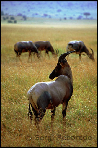 Geography The Masai Mara National Reserve is located southeast Kenya and covers an area of 1510 km2. Across the border in Tanzania, the Serengeti National Park , which is an extension of the same park . How to get there The Jomo Kenyatta International Airport is located 15 km southeast of Nairobi and most European airlines offer flights to this destination. Mara airfield is situated within the Masai Mara National Park and Air Kenya offers two daily flights from Nairobi at 10:00 h and 15:00 h . Other ways to get to the Park are owned or leased vehicle and in the same vans that are used for safaris if you have hired from Nairobi or Cows are sacred , and therefore their land and so are all the other elements concerning their cattle . Livestock provides all needs to Maasai milk, blood and meat to your diet ( a kind of yogurt produced by fermenting milk with animal blood ) and leather and fur for ropa.Su power is based almost exclusively on milk and the blood of oxen also sometimes mixed with animal urine . How to draw blood from the horse is very particular : first swell the jugular artery of the animal, for it used a club that always carry , then fire a dart or an arrow at close range , the tip of the arrow is the blunt tip not to bleed and hurt the ox . Usually extracted each time two liters of blood, then close the wound by a filling with soil and manure. The Maasai rarely eat meat and even less if they drank milk. Only eat meat for festive reasons , when performing the sacrifice of a bullock . They also occasionally eat vegetables, but they never come from land or trees cultivated by man . Plant foods are consumed seeds or fruits of wild plants. The diet of the warriors has a number of privileges, estándoles prohibited drinking mead and chewing snuff.