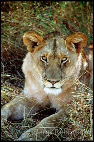 El Masái Mara és famós per la seva població de lleons i per ser la llar d'espècies amenaçades com ara el rinoceront negre, l'hipopòtam que es troba en els rius Mara i Talek , i el guepard , havent-se reduït notablement el nombre d'exemplars d'aquest últim . Un altre carnívor que pot ser trobat en gran nombre és la hiena tacada . No obstant això , el veritable poblador d'aquest parc és el GNU , com passa al Serengueti , ja que el seu nombre és estimat en milions . Cada any, al mes de juliol , aquests animals , igual que les zebres , migren des de les planes del Serengueti a la recerca de pastures més fresques i tornen a l'octubre. Espècies d'ungulats viuen en aquest parc com la gasela de Thomson i la gasela de Grant o el impala , i es troben igualment rajades de girafes . El Masái Mara és també la llar de més de 450 espècies d'aus . Està administrat pel govern de Kenya , i té unitats contra la caça furtiva , situades fora de les zones freqüentades pels turistes . Els principals habitants d'aquesta comarca són els membres de la comunitat maasai , un poble ancestral que ha mantingut els seus costums i tradicions en plena sabana africana . Els poblats que habiten els massais s'assemblen al kraal sud-africà, estan formats per cabanes disposades en cercles i construïdes sobre la base d'una estructura composta per branques i troncs d'arbres , donant consistència a la carcassa embadurnándolo amb fems fins a cobrir completament , deixant assecar fins endurir . La forma de les cabanes és similar als iglús dels esquimals , tenint també una porta d'accés molt petita, no obrint-se finestres en cap cas . Totes les cabanes juntes formen un cercle anomenat " boma " que els serveix de corral per guardar durant la nit els ramats de bestiar . El cap de família sempre té una cabana en propietat , aixecant a esquerra i dreta de la seva les cabanes de les dones . Tot el poble al seu torn està protegit per una estacada o muralla , construïda també amb branques i arbres , amb l'objecte d'impedir l'entrada a les feres i feristeles salvatges durant la nit.