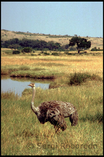 Un macho y dos hembras de avestruz recorren una llanura en el Masai Mara La convivencia permanente, incluso en el poblado, de los masais con su ganado, hace que estos huelan parecido a sus bueyes, lo cuál les hace sentirse muy orgullosos. La religión de los masai es monoteísta y austera. La principal manifestación debondad de Ngai es la lluvia, tiene un origen mágico. También la hierba de los pastos tiene este carácter onírico. La hierba también es sagrada y en la circuncisión de las mujeres se esparce hierba sobre su cabeza. Un niño a punto de ser golpeado por un adulto enfadado puede librarse de la paliza si consigue arrancar un puñado de hierba. Lógicamente pues la lluvia desarrolla los pastos y estos son la alimentación del ganado, sobre el que basan toda su vida y economía. Cuando sobrevienen períodos de sequía los masais se atan trozos a las ropas para reclamar la lluvia, pero si la situación persiste recurren a los magos ("oloiboni") a los que consultan absolutamente todo. Sin embargo los magos no tienen ningún poder político. Según sus creencias muy pocas personas son merecedoras de la vida eterna y los cadáveres, generalmente, se dejan a merced de los carroñeros. 