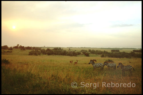 Atardecer en la Reserva de Masai Mara. La tierra humedecida por la lluvia impregnaba, con su olor, todo el ambiente. El Sol, a lo lejos, como una bola de fuego, lanzaba sus últimos tímidos rayos y amenazaba con ocultarse tras la línea del horizonte. Como si quisiese ser testigo, el arco iris hizo su fugaz aparición y ni siquiera los animales se atrevían a perturbar el silencio de la sabana. Era un atardecer en Masai Mara, la gran reserva keniata, pero parecía el momento culminante de la creación del mundo.  El viajero ha oído de él por la prosa de Karen Blixen, Ryszard Kapuscinski o Javier Reverte, blancos que jamás volvieron a ser los mismos tras pasar por esta esquina olvidada del mundo. Pero es aquí, mientras la inmensidad del nítido horizonte permite cumplir el viejo sueño infantil de comprobar con los propios ojos que la Tierra es en efecto redonda, cuando uno se da cuenta de que está en un lugar irrepetible al que deseará regresar mientras viva y que jamás olvidará. Nada, salvo las artificiales fronteras pintadas en Europa en la época colonial, distingue a la reserva de Masai Mara del vecino ecosistema del Serengeti. En ningún otro lugar del mundo viven tantos mamíferos en estado salvaje como en éste.   La reserva  Apenas se avanza sobre la reserva, las manadas de herbívoros comienzan a aparecer por las praderas. A un lado de la pista de tierra, varias docenas de ñus acompañados de un puñado de antílopes y cebras; cruzando el camino, impávidos, un grupo de elefantes adultos con sus crías, son los reyes de la sabana; a lo lejos, recortadas sobre el horizonte, una familia de coquetas jirafas masai… Mientras los depredadores son más visibles al alba y al atardecer y permanecen por el día guardando fuerzas; resguardados en zonas de matorral o subidos sobre las copas de las acacias habitan los leopardos, las hienas manchadas merodean alrededor de las grandes manadas de ñus, y para ver al rey de la selva hay que buscar en las zonas más privilegiadas, ya que las familias de leones viven junto a los riachuelos, en zonas mínimamente frondosas.   Acaba de amanecer y es la hora de los postres. Los machos, los primeros en comer y los últimos en intervenir en cualquier trifulca, hacen la digestión mientras una bandada de buitres se reparten las sobras. El desfalco dura hasta que llega la leona, que sabe lo que cuesta traer el pan a casa, y espanta a los carroñeros a zarpazos en un abrir y cerrar de ojos. El safari continúa por las riberas del río Mara, y es en este lugar donde se puede contemplar uno de los mayores espectáculos de la Tierra: el paso de la gran migración. Con una superficie superior a los 25.000 kilómetros cuadrados, el ecosistema Serengeti-Mara mantiene su preciso equilibrio biológico gracias a este fenómeno natural, según el cual millón y medio de ñus, 250.000 cebras y medio millón de gacelas Thompson -acompañados, claro, de un incesante cortejo de depredadores y carroñeros- recorren cada año 3.000 kilómetros en busca de pastos. El trayecto, circular, nace en las inmediaciones del cráter del Ngorongoro -Tanzania-, donde entre enero y marzo tiene lugar el alumbramiento de 400.000 crías de ñus, y finaliza en ese mismo lugar tras recorrer las llanuras del Serengeti, cruzar el Mara, arrasar los pastos masai y regresar de nuevo hacia el sur. A finales de noviembre, la gran migración ya ha pasado y la esperanza de ver a un rebaño de ñus cruzando las aguas es pequeña. Pero merece la pena llegar aquí aunque sólo sea para contemplar los restos de la batalla. Los cocodrilos, cebados para el resto del año, han puesto sus hinchadas panzas al sol y no se inmutan porque una colonia de marabúes se haya puesto a escudriñar en el inmenso cementerio en que se han convertido las chocolateadas aguas del Mara. En otro recodo del río, como grandes autobuses aparcados, dormita un grupo de hipopótamos y su única preocupación es zambullirse en el agua a cada rato para refrescarse.El espectáculo del Masai Mara, en Kenia, no está sólo en la vida salvaje, sino en la inmensa sensación de libertad que te invade, en los atardeceres azafranados, en la inmensidad de los horizontes, en las solitarias acacias que parecen petrificadas por un dios vengativo.