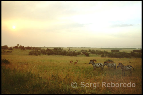 Capvespre a la Reserva de Masai Mara . La terra humitejada per la pluja impregnava , amb la seva olor , tot l'ambient . El Sol , al lluny , com una bola de foc , llançava els seus últims tímids raigs i amenaçava amb tapar la línia de l'horitzó . Com si volgués ser testimoni , l'arc de Sant Martí va fer la seva fugaç aparició i ni tan sols els animals s'atrevien a pertorbar el silenci de la sabana . Era un capvespre a Masai Mara , la gran reserva kenyà , però semblava el moment culminant de la creació del món . El viatger ha sentit d'ell per la prosa de Karen Blixen , Ryszard Kapuscinski o Javier Reverte , blancs que mai van tornar a ser els mateixos després de passar per aquesta cantonada oblidada del món . Però és aquí , mentre la immensitat de l' nítid horitzó permet complir el vell somni infantil de comprovar amb els propis ulls que la Terra és en efecte rodona , quan un s'adona que està en un lloc irrepetible al qual desitjarà tornar mentre visqui i que mai oblidarà . Res, llevat de les artificials fronteres pintades a Europa en l'època colonial , distingeix a la reserva de Masai Mara del veí ecosistema del Serengeti . En cap altre lloc del món viuen tants mamífers en estat salvatge com en aquest. La reserva penes s'avança sobre la reserva , els ramats d'herbívors comencen a aparèixer per les prades. A un costat de la pista de terra , diverses dotzenes de nyus acompanyats d'un grapat d'antílops i zebres , creuant el camí , impàvids , un grup d'elefants adults amb les seves cries , són els reis de la sabana , a la llunyania , retallades sobre l'horitzó , una família de coquetes girafes massai ... Mentre els depredadors són més visibles a l'alba i al capvespre i romanen pel dia guardant forces ; protegits en zones de matoll o pujats sobre les copes de les acàcies habiten els lleopards , les hienes tacades ronden al voltant de les grans ramats de nyus , i per veure el rei de la selva cal buscar en les zones més privilegiades , ja que les famílies de lleons viuen al costat dels rierols , en zones mínimament frondoses . Acaba de alba i és l'hora de les postres . Els mascles , els primers a menjar i els últims a intervenir en qualsevol batussa , fan la digestió mentre un estol de voltors es reparteixen les sobres . El desfalc dura fins que arriba la lleona , que sap el que costa portar el pa a casa , i espanta els carronyers a urpades en un obrir i tancar d' ulls . El safari continua per les riberes del riu Mara , i és en aquest lloc on es pot contemplar un dels majors espectacles de la Terra : el pas de la gran migració . Amb una superfície superior als 25.000 quilòmetres quadrats , l'ecosistema Serengeti - Mara manté la seva precís equilibri biològic gràcies a aquest fenomen natural , segons el qual milió i mig de nyus , 250.000 zebres i mig milió de gaseles Thompson - acompanyats , és clar , d'un incessant seguici de depredadors i carronyers - recorren cada any 3.000 quilòmetres a la recerca de pastures . El trajecte , circular , neix als voltants del cràter del Ngorongoro - Tanzània - , on entre gener i març té lloc el part de 400.000 cries de nyus , i finalitza en aquest mateix lloc després de recórrer les planes del Serengeti , creuar el Mara , arrasar les pastures massai i tornar de nou cap al sud . A finals de novembre , la gran migració ja ha passat i l'esperança de veure un ramat de nyus creuant les aigües és petita . Però val la pena arribar aquí ni que sigui per contemplar les restes de la batalla . Els cocodrils , engreixats per a la resta de l'any , han posat els seus inflades panxes al sol i no s'immuten perquè una colònia de marabús s'hagi posat a escodrinyar en l'immens cementiri en què s'han convertit les xocolatades aigües del Mara . En un altre revolt del riu , com a grans autobusos aparcats , dormita un grup d'hipopòtams i la seva única preocupació és capbussar-se en l'aigua a cada estona per refrescarse.El espectacle del Masai Mara , a Kenya , no està només en la vida salvatge , sinó en la immensa sensació de llibertat que t'envaeix , en els capvespres groguencs , en la immensitat dels horitzons , en les solitàries acàcies que semblen petrificades per un déu venjatiu.