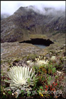 Flor del frailejón. Paisatge muntanyós entre l'estació del telefèric de Loma Rodona al poble dels Nevats. Veneçuela. La cabina s'atura en el seu últim tram i el fred comença a fer efecte entre tots els presents. La neu i la boira desdibuixen una típica postal nadalenca quan escassament dues hores abans havia estat en màniga curta amb un sol radiant. Merodeo pels voltants tot el que el meu cos pot aguantar sense roba d'hivern i torno fins al telefèric per tornar fins a la tercera fase, Lloma Rodona, que és on comença la meva trekking fins al petit poblet de Los Nevados. Començament lentament el descens per tortuosos i serpentejants camins que em portaran des dels 4045m als 2700m.