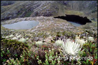 Flor del frailejón. Paisatge muntanyós entre l'estació del telefèric de Loma Rodona al poble dels Nevats. Veneçuela. Diversos excursionistes que tornen de retorn es creuen en el meu camí. Van proveïts de cavalls o mules, ja que, tant a peu del funicular com al poble, és possible llogar-si no tenim la forma física adequada per a aquesta caminada de cinc hores. El paisatge muntanyós em captiva per la seva aclaparadora bellesa, en la qual destaca sobretot el contrast del color rogenc de l'erm amb groc dels frailejones. Aquesta planta típica andina, de flor semblant a la margarida, és de la família de les compostes i floreix cap al mes de setembre inundant l'erm d'un color daurat intens. El camí és llarg i travessa diversos rierols que transporten les gèlides aigües de les muntanyes properes cap a les planes.