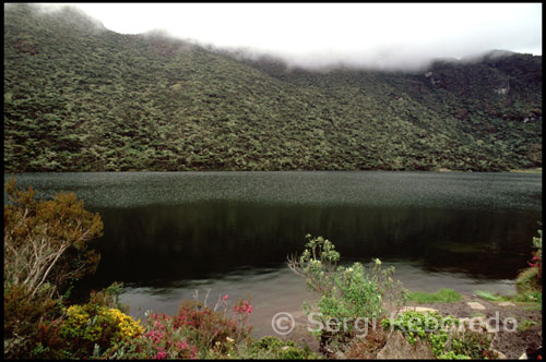 Paisaje montañoso entre la Laguna Mucubají y la Laguna Negra.  Venezuela. Desde la lejanía y rodeado de frailejones observo la niebla que envuelve la Laguna Victoria. Un buen rato después por fin llego a la Laguna Negra. El lugar se tiñe de misterio debido al color siempre oscuro de sus aguas, lo cual es debido al reflejo de la densa vegetación verde oscura en la superficie del agua. Todos los presentes guardamos un silencio sepulcral, como temiendo romper el encantador hechizo en el que nos encontramos sumidos, siendo conscientes de que estamos en el lugar más hermoso que hayamos podido imaginar. La Laguna Negra está situada en el Parque Nacional Sierra Nevada, en el estado Mérida de Venezuela a una altura de 3480 msnm. Se localiza a varios kilómetros de la laguna de Mucubají, desde la que se accede por un sendero, y a unos 150 metros menos de altitud que la misma. La Laguna Negra es uno de los principales atractivos turísticos del estado Mérida, y llama la atención por su color oscuro. 