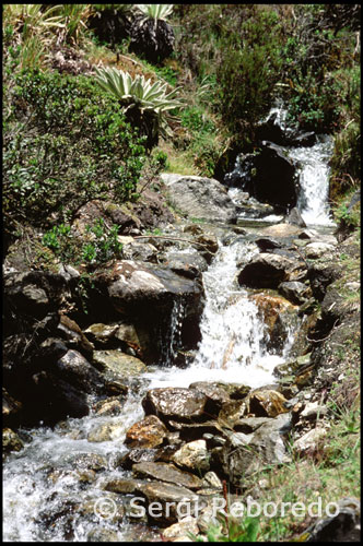 Paisaje montañoso entre la Laguna Mucubají y la Laguna Negra.  Venezuela. Desde la lejanía y rodeado de frailejones observo la niebla que envuelve la Laguna Victoria. Un buen rato después por fin llego a la Laguna Negra. El lugar se tiñe de misterio debido al color siempre oscuro de sus aguas, lo cual es debido al reflejo de la densa vegetación verde oscura en la superficie del agua. Todos los presentes guardamos un silencio sepulcral, como temiendo romper el encantador hechizo en el que nos encontramos sumidos, siendo conscientes de que estamos en el lugar más hermoso que hayamos podido imaginar.   La laguna es de origen glaciar y ocupa un valle pequeño, en forma de "V". Es una de las más profundas de Venezuela, con una profundidad de hasta 24 metros.1 Recibe sus aguas de la quebrada La Corcovada y las vierte al río Santo Domingo, en dirección al Océano Atlántico. El naturalista Carlos E. Chardón la visitó en diciembre del año 1936 para recoger vegetación, especialmente del género Espeletia.2 Fue explorada por vez primera en 1973 por el naturalista Félix Rodríguez de la Fuente y dos miembros más de su equipo que pernoctaron en ella y accedieron por helicóptero, ya que en esa la fecha no existía sendero transitable