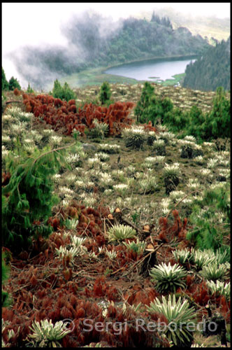 Paisaje montañoso entre la Laguna Mucubají y la Laguna Negra.  Venezuela. Cuando visite la Laguna de Mucubají, considere seriamente hacer un paseo hacia la Laguna Negra. Ese paseo lo puede hacer a caballo o disfrutando de una linda caminata entre los frailejones y a través de los bosques de pinos. El paseo a caballo dura aproximadamente hora y media y a pie unas tres horas. La ida es en bajada, y el regreso puede ser bastante fuerte para una persona que no esté en óptimas condiciones físicas.  La Laguna de Mucubají se encuentra entre las localidades de Santo Domingo y Apartaderos, en la carretera trasandina a pocos kilómetros de la Ciudad de los Caballeros de Mérida. Se trata de uno de los lugares de imponente belleza natural con que cuenta el Parque Nacional Sierra Nevada, creado el 2 de mayo de 1952. Se cree que el nombre de la laguna se debe a cómo la nombraban los habitantes indígenas de la región. Si decide aventurarse tome en consideración que con frecuencia estas lagunas están nubladas y no se puede ver a metros de distancia.