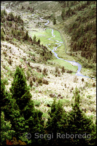 Paisaje montañoso entre la Laguna Mucubají y la Laguna Negra.  Venezuela. Cuando visite la Laguna de Mucubají, considere seriamente hacer un paseo hacia la Laguna Negra. Ese paseo lo puede hacer a caballo o disfrutando de una linda caminata entre los frailejones y a través de los bosques de pinos. El paseo a caballo dura aproximadamente hora y media y a pie unas tres horas. La ida es en bajada, y el regreso puede ser bastante fuerte para una persona que no esté en óptimas condiciones físicas.  La laguna es de origen glacial y tiene unos diez mil años de antigüedad. El curso original de la quebrada de Mucubají, que vertía sus aguas en el Río Chama, fue sellada por una morrena frontal que formó la laguna y desvió el flujo hacia el río Orinoco y finalmente el Océano Atlántico. El ecosistema del entorno es el propio de un páramo, con vegetación formada en gran medida por frailejones. La laguna alberga una amplia población de truchas, que fueron traídas al parque en 1937 desde Europa y América del Norte. Esto atrae a muchos visitantes durante la temporada de pesca, que comprende del 16 de marzo al 30 de septiembre.