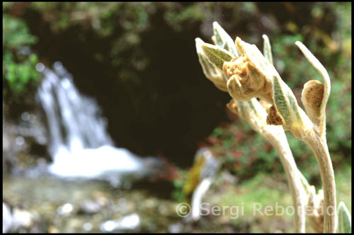 Flor del frailejón. Paisaje montañoso entre la Laguna Mucubají y la Laguna Negra.  Venezuela. Cuando visite la Laguna de Mucubají, considere seriamente hacer un paseo hacia la Laguna Negra. Ese paseo lo puede hacer a caballo o disfrutando de una linda caminata entre los frailejones y a través de los bosques de pinos. El paseo a caballo dura aproximadamente hora y media y a pie unas tres horas. La ida es en bajada, y el regreso puede ser bastante fuerte para una persona que no esté en óptimas condiciones físicas.  La Laguna Negra está situada en el Parque Sierra Nevada, en el estado Mérida de Venezuela a una altura de 4.380 m snm. Se localiza a varios kilómetros de laguna de Mucubají, desde la que se accede por un sendero, y a unos ciento cincuenta metros menos de altitud que la misma. La Laguna Negra es uno de los principales atractivos turísticos del estado Mérida, y llama la atención por su color oscuro, casi negro, que se debe a estar rodeada por laderas empinadas cubiertas densamente por coloraditos que se reflejan en el agua.  Desde la Laguna de Mucubají se inicia la excursión a la Laguna Negra. Se puede ir caminando o alquilando un caballo con un guía. En el primer caso la excursión se tarda entre dos horas y media y tres horas (ida y vuelta) y requiere de buenas condiciones físicas ya que la ida es fácil por ser en bajada, pero el regreso puede ser arduo. Tengan en cuenta que se está a 3500 metros sobre el nivel del mar. Cuando la excursión se hace a caballo dura una hora y media. Es un paseo muy agradable a través de las imponentes montañas andinas, con caballos dóciles que les permitirán disfrutar de este hermoso recorrido.