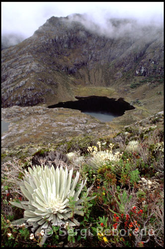 Flor del frailejón. Paisaje montañoso entre la estación del teleférico de Loma Redonda al pueblo de Los Nevados.  Venezuela. La cabina se detiene en su último tramo y el frío comienza a hacer mella entre todos los presentes. La nieve y  la niebla desdibujan una típica postal navideña cuando escasamente dos horas antes había estado en manga corta con un sol radiante. Merodeo por los alrededores todo lo que mi cuerpo puede aguantar sin ropa de invierno y vuelvo hasta el teleférico para regresar hasta la tercera fase, Loma Redonda, que es dónde empieza mi trekking hasta el pequeño pueblecito de Los Nevados. Comienzo lentamente el descenso por tortuosos y serpenteantes caminos que me llevarán desde los 4045m a los 2700m.  Cuando se llega a la población sus habitantes muy sencillos y cálidos a pesar del inmenso frío, los recibirán con las puertas de sus hogares abiertas y los invitarán a conocer sus parajes naturales, a los que podrá llegar en mula o realizando una caminata por el sublime pasaje de páramo. El acceso hasta esta aldea no es muy fácil, pues las maneras de llegar es solo en transporte rústico. Las unidades se toman en la plaza Las Heroínas en Mérida. La línea turística Los Nevados es la que llega hasta esta zona. Trabajan todos los días desde las seis hasta las nueve de la mañana en temporada baja y hasta las 12 del mediodía en temporada alta. Desde allí hay que transitar unas cuatro horas aproximadamente, al principio es una vía asfaltada, pero luego entrará a una carretera de tierra y de un solo canal, donde los precipicios son los protagonistas. Lo único que da seguridad es que los conductores se conocen perfectamente la vía y son expertos para conducir por este tipo de terrenos. 