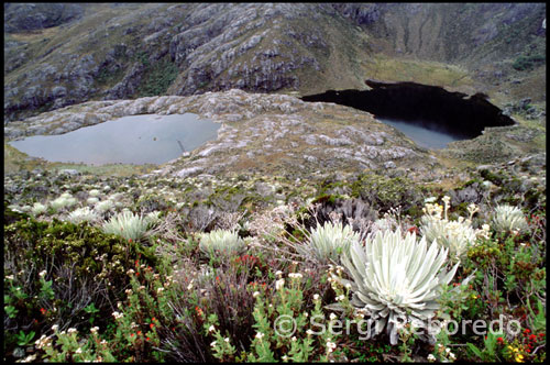 Flor del frailejón. Paisaje montañoso entre la estación del teleférico de Loma Redonda al pueblo de Los Nevados.  Venezuela. Varios excursionistas que vuelven de regreso se cruzan en mi camino. Van provistos de caballos o mulas, ya que, tanto a pie del funicular como en el pueblo, es posible alquilarlos si no tenemos la forma física adecuada para esta caminata de cinco horas. El paisaje montañoso me cautiva por su abrumadora belleza, en la que destaca sobre todo el contraste del color cobrizo del páramo con amarillo de los frailejones. Esta planta típica andina, de flor parecida a la margarita, es de la familia de las compuestas y florece hacia el mes de Septiembre inundando el páramo de un color dorado intenso. El camino es largo y atraviesa varios riachuelos que transportan las gélidas aguas de las montañas cercanas hacia las planicies. Los Nevados es una aldea ideal para encontrarse con uno mismo y disfrutar de las hermosas montañas que lo cobijan. Al amanecer el único despertador que escuchará será el canto de los pájaros que se acercan hasta las ventanas de las habitaciones o quizá sea el bramido de una vaca. Estando en un sitio tan hermoso y tranquilo, el transcurrir del día se hace lento muy diferente al día agitado en la ciudad. Los bellos paisajes de los que se disfruta, la calidez y sencillez de sus habitantes, le quitan el aliento a cualquier persona que se acerque a este pueblo escondido entre los frailejones. El frío se hace sentir, pues la temperatura oscila entre los 8 y 18 °C. Es muy importante llevar bueno abrigos. Podrá caminar por su tranquila calle empedrada y apreciar la hermosa arquitectura con que fue construido este poblado. Las típicas casitas de tapia con sus techos rojos no dejarán de encantarle. Frente a la iglesia, existe una pequeña plaza donde se acercan los pobladores y turistas para hablar un poco y calentarse con el sol durante el día y durante la noche. La mejor manera de apaciguar un poco el frío es tomarse una rica taza de chocolate caliente o comer una deliciosa pizca con arepita andina.