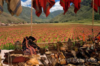 Pisac Sunday market day. Pisac. Sacred Valley. MARKETS IN PERU