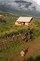 Niños jugando con un búfalo junto a los arrozales cercanos a la aldea de Lao Chai. Trekking de Sapa a Lao Chai.