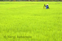Una mujer cultiva unos arrozales cercanos a la ciudad de Hoi An.